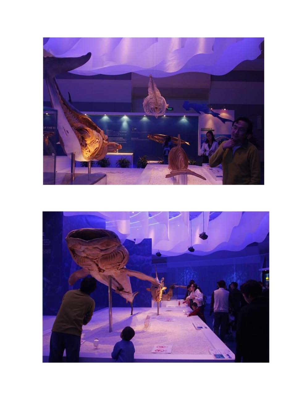 18.Shanghai Science And Technology Museum Exhibition_页面_2.jpg
